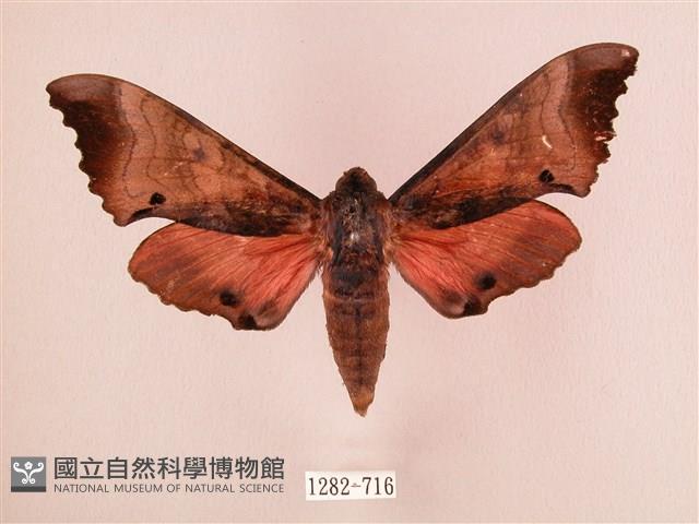 桃紅六點天蛾藏品圖，第1張