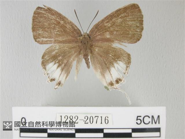 綠灰蝶埔里亞種藏品圖，第1張