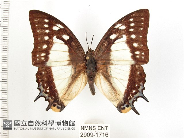 雙尾蛺蝶藏品圖，第1張