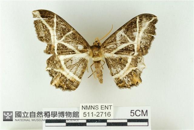 樹形尺蛾藏品圖，第1張