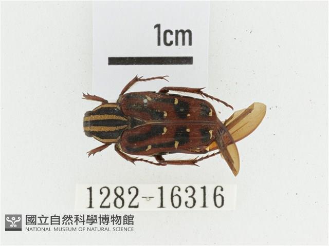 巴蘭陷紋金龜藏品圖，第1張