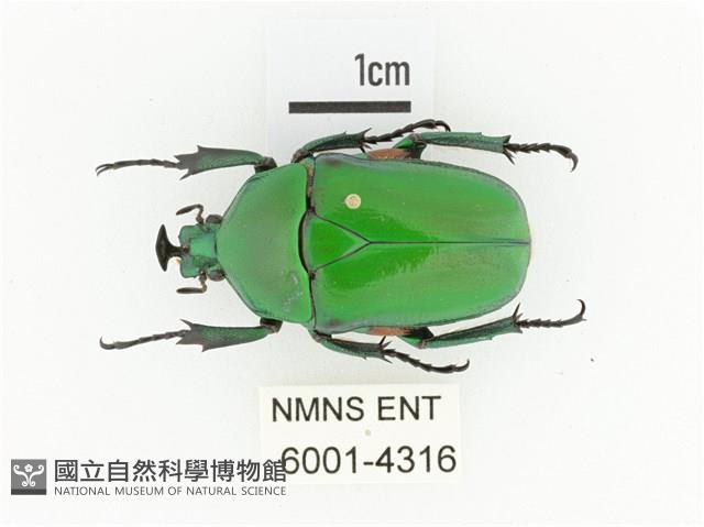 臺灣扇角金龜藏品圖，第1張