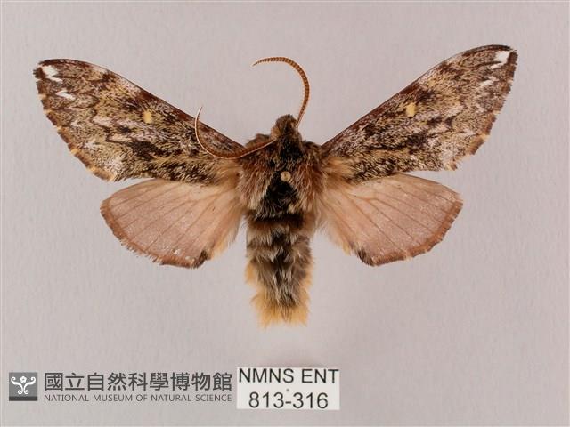 井上氏絨毛天蛾藏品圖，第1張