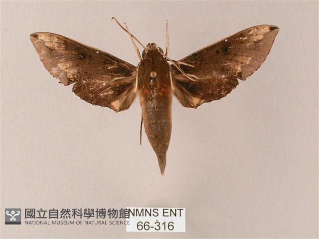 蒙古白肩天蛾藏品圖，第1張