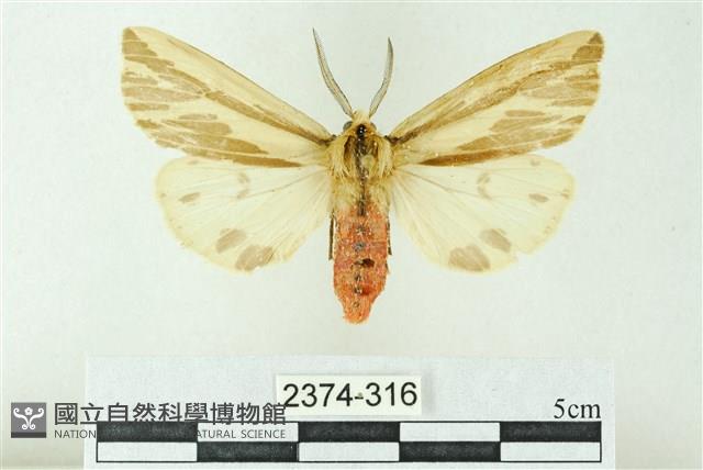 赭新污燈蛾藏品圖，第1張