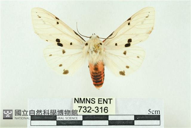 菊池污燈蛾藏品圖，第1張