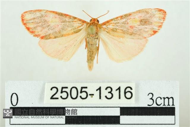 三色豔苔蛾藏品圖，第1張