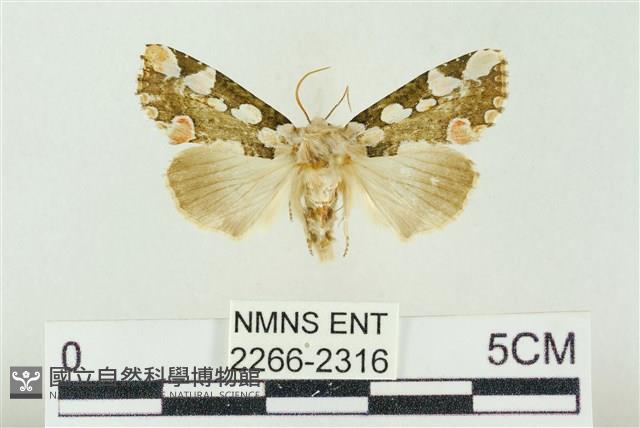 連珠波紋蛾藏品圖，第1張