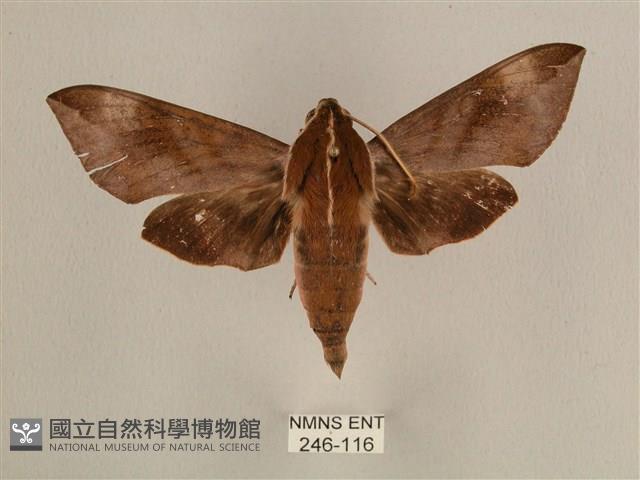 背中白天蛾藏品圖，第1張