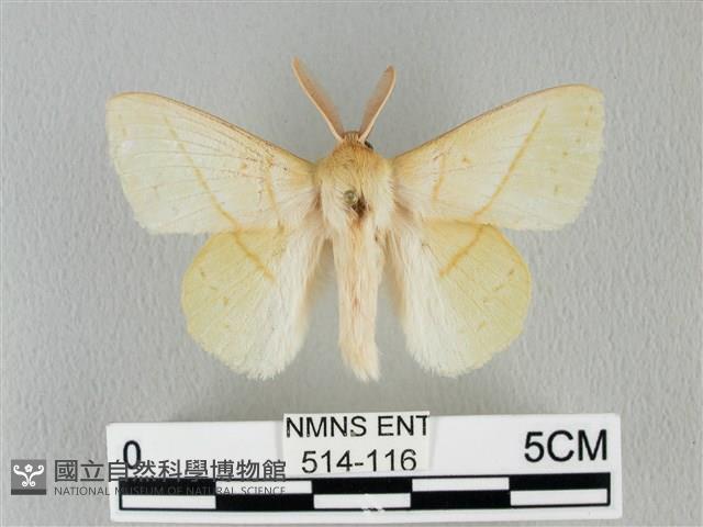 青枯葉蛾藏品圖，第1張