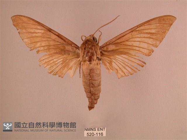 直翅六點天蛾藏品圖，第1張