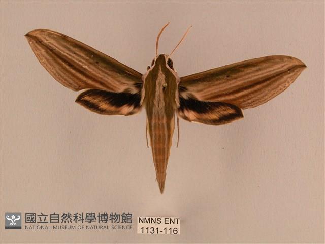 棕綠背線天蛾藏品圖，第1張