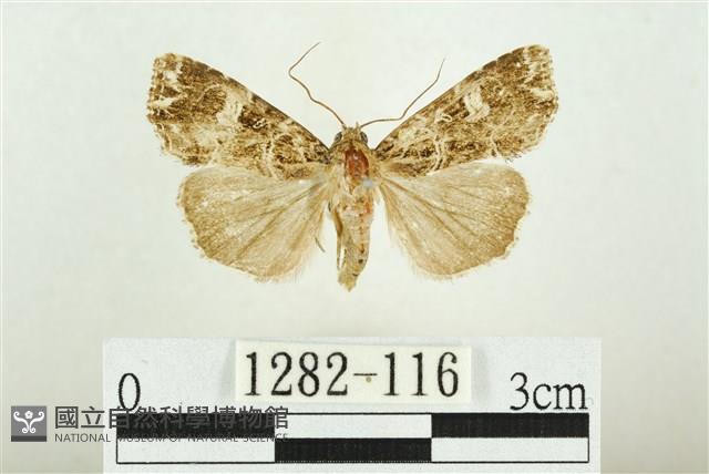 白斑散紋夜蛾藏品圖，第1張
