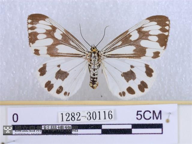 粉蝶燈蛾藏品圖，第1張