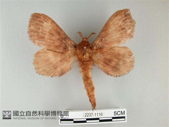 波紋枯葉蛾藏品圖，第1張