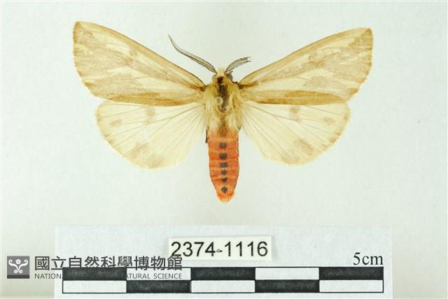 赭新污燈蛾藏品圖，第1張