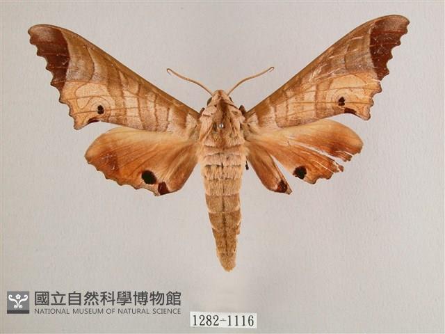 黑角六點天蛾藏品圖，第1張