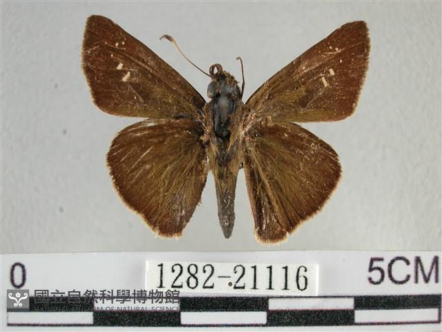 尖翅褐弄蝶藏品圖，第1張