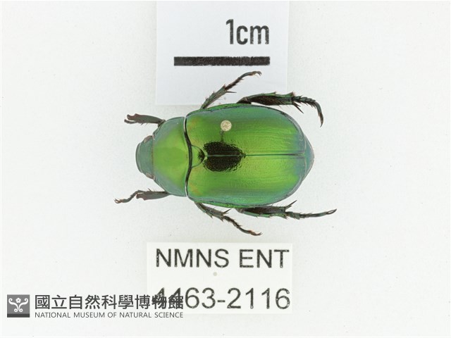 艷金龜藏品圖，第1張