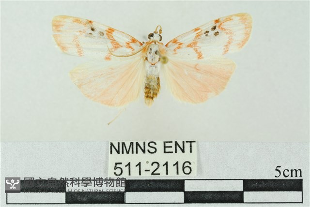 臺雪苔蛾藏品圖，第1張