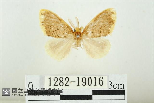 黑翅黃毒蛾藏品圖，第1張