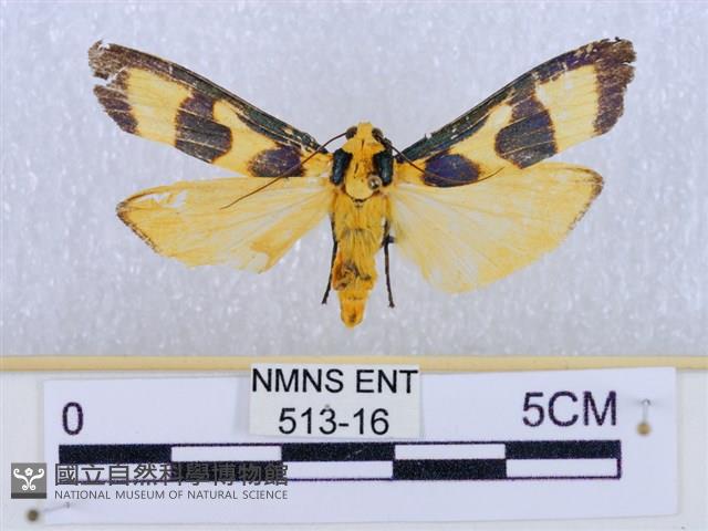 閃光苔蛾藏品圖，第1張