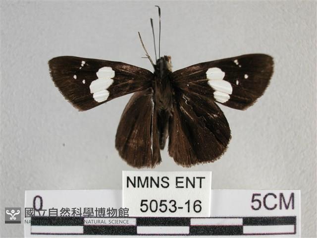 曲紋袖弄蝶藏品圖，第1張