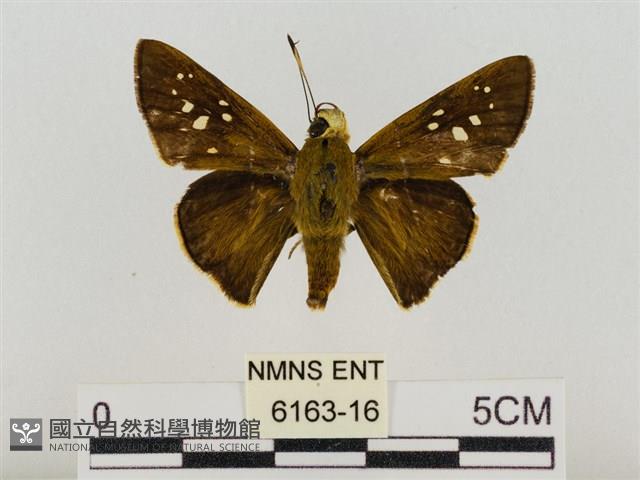 巨褐弄蝶藏品圖，第1張
