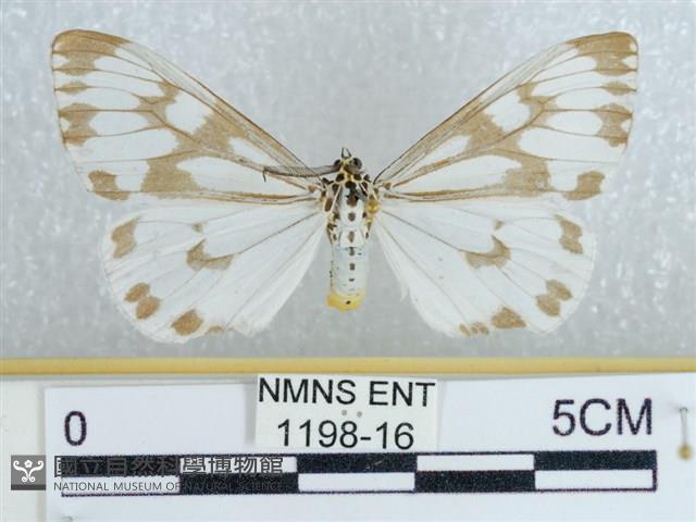 粉蝶燈蛾藏品圖，第1張