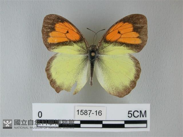 異粉蝶、雌白黃蝶藏品圖，第1張