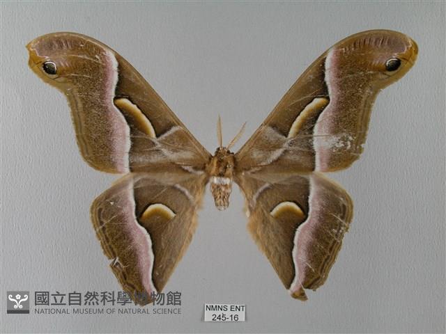 眉紋天蠶蛾藏品圖，第1張
