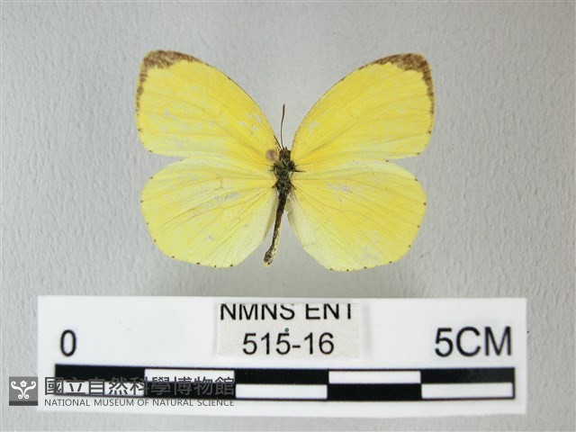 荷氏黃蝶藏品圖，第1張