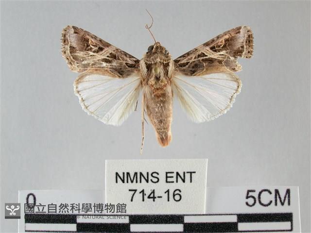 斜紋夜盜蛾藏品圖，第1張