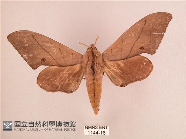 直翅六點天蛾藏品圖，第1張