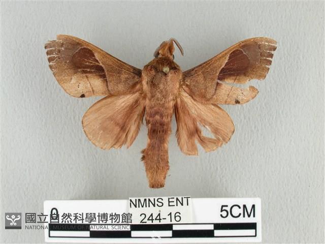 大褐斑枯葉蛾藏品圖，第1張