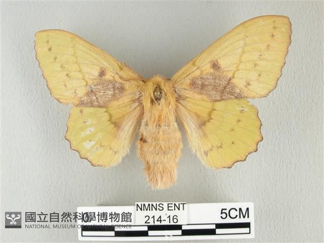 青枯葉蛾藏品圖，第1張