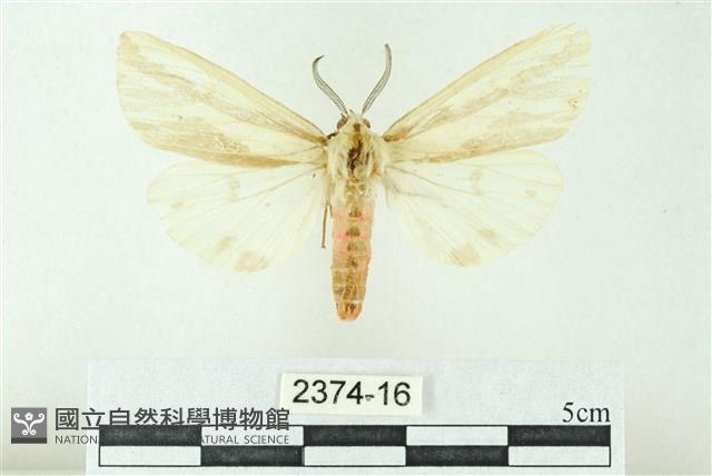 赭新污燈蛾藏品圖，第1張