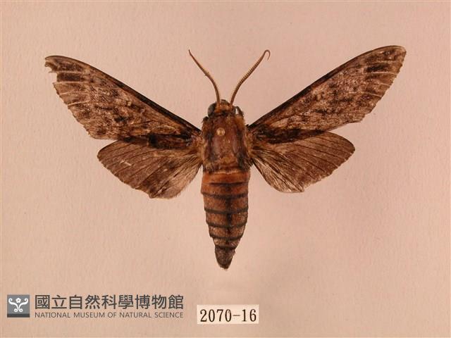 白星天蛾藏品圖，第1張