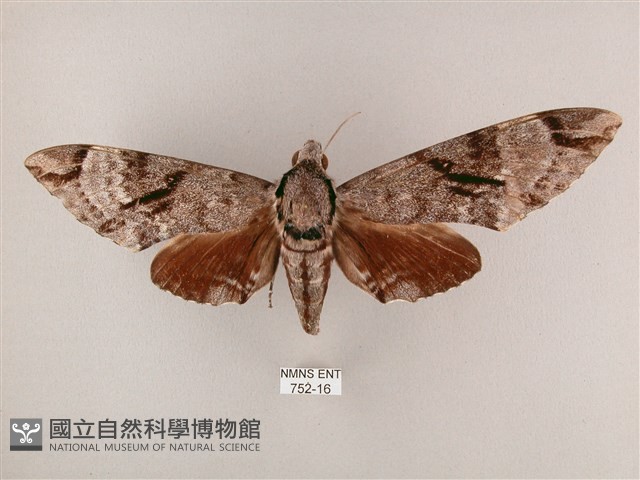 粗斜紋天蛾藏品圖，第1張