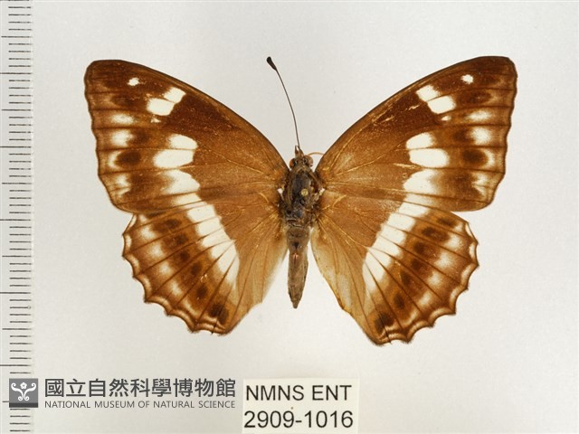 普氏白蛺蝶藏品圖，第1張