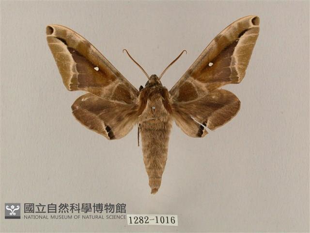 白點天蛾 藏品圖，第1張