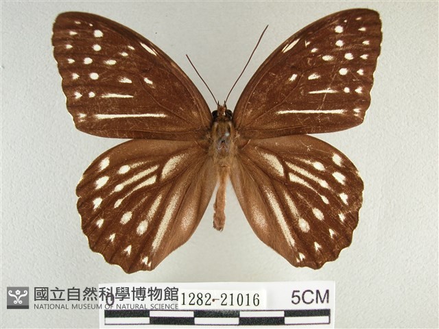 臺灣斑眼蝶藏品圖，第1張