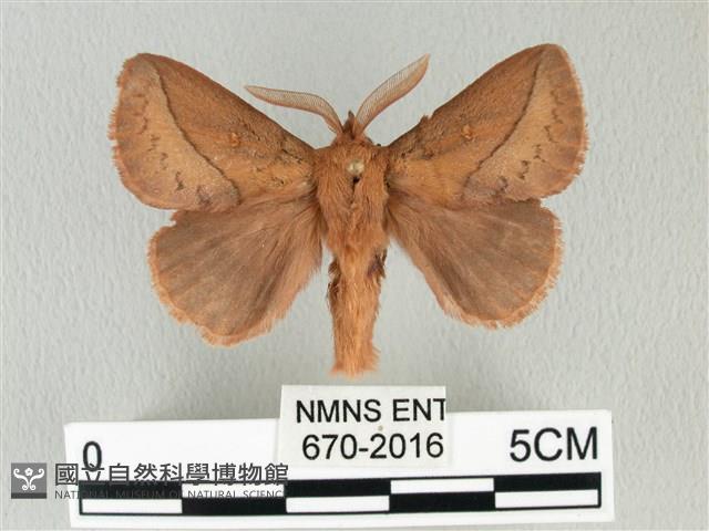 褐斜帶枯葉蛾藏品圖，第1張