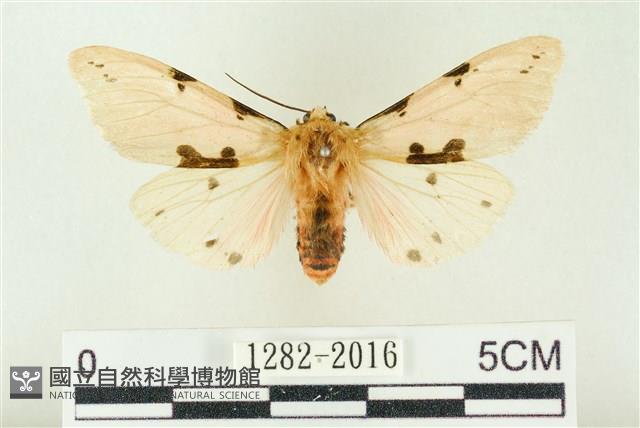 棍棒污燈蛾藏品圖，第1張