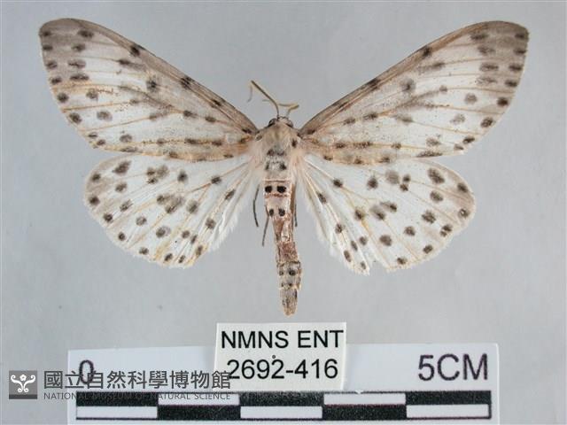 大胡麻斑星尺蛾藏品圖，第1張