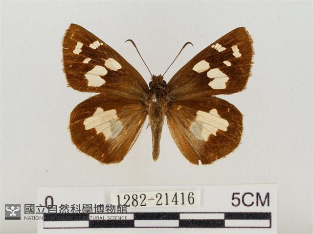 薑弄蝶藏品圖，第1張