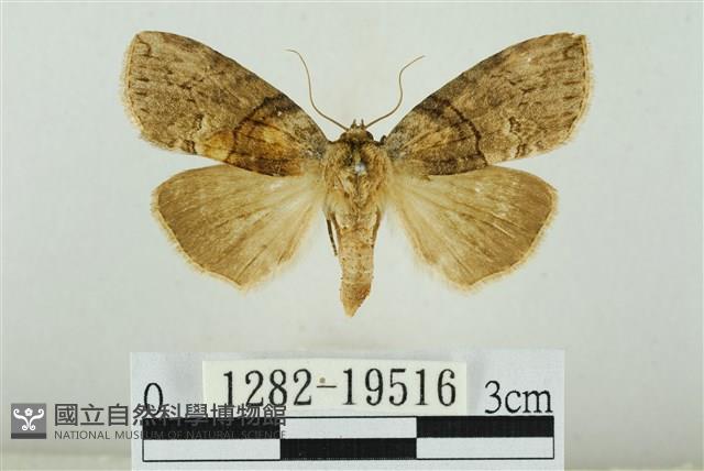 藹環波紋蛾藏品圖，第1張