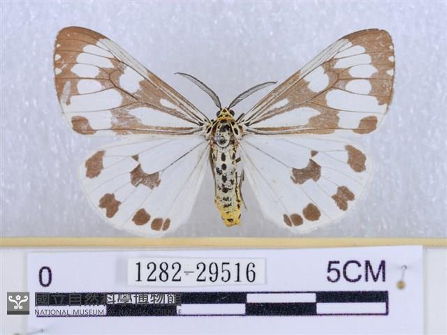 粉蝶燈蛾藏品圖，第1張