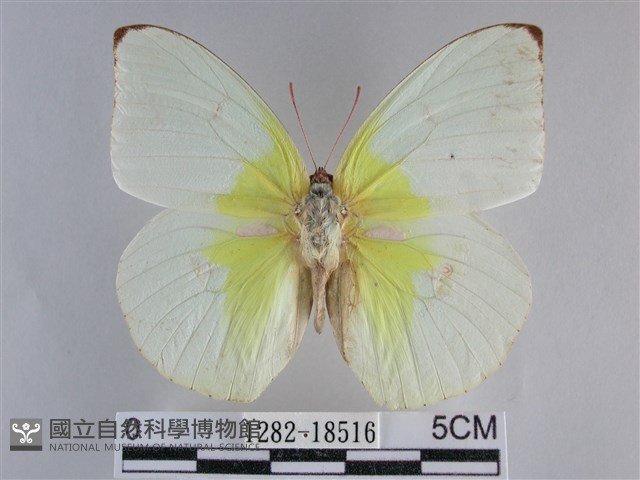 遷粉蝶、淡黃蝶藏品圖，第1張