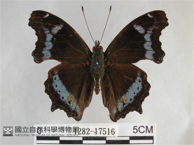琉璃蛺蝶藏品圖，第1張